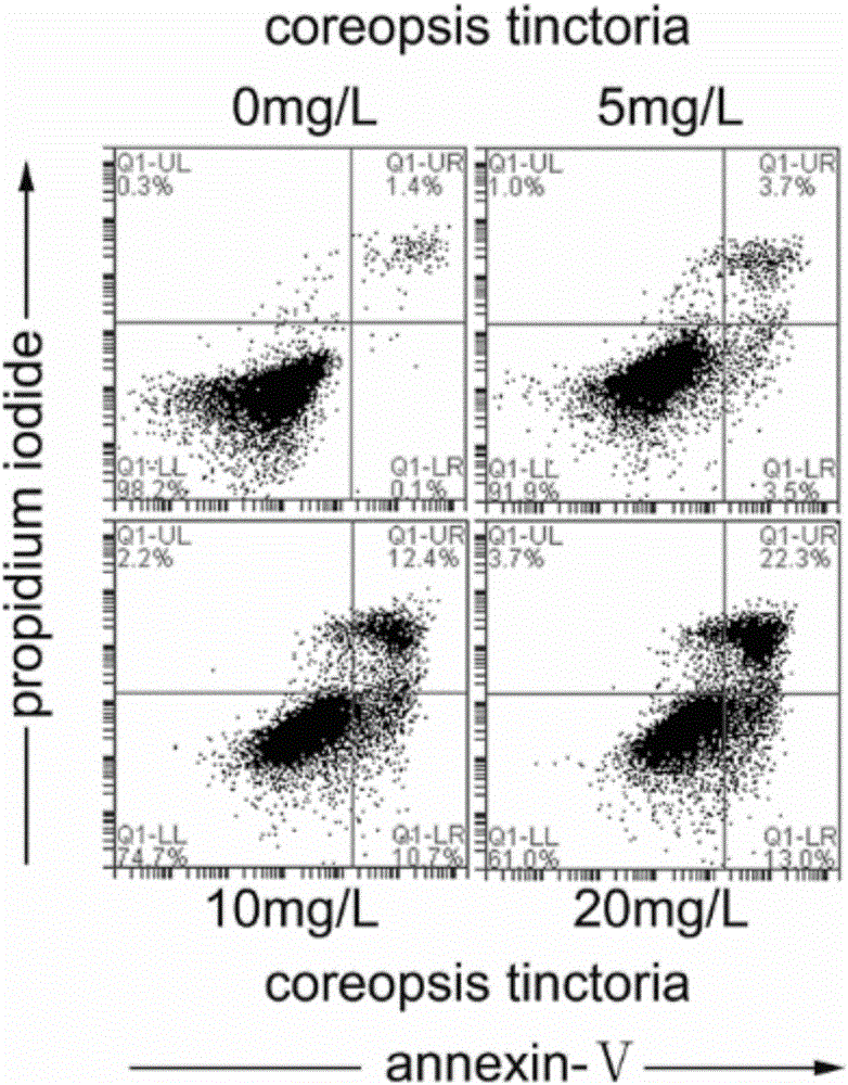 Application of snow chrysanthemum extract and snow chrysanthemum total flavone in preparation of drug for treating hepatic fibrosis