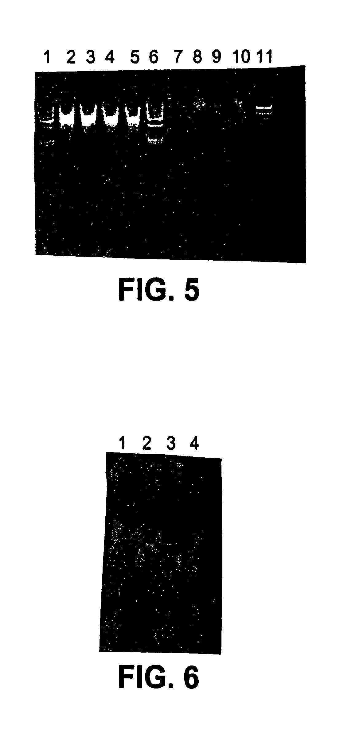 Cell concentration and lysate clearance using paramagnetic particles