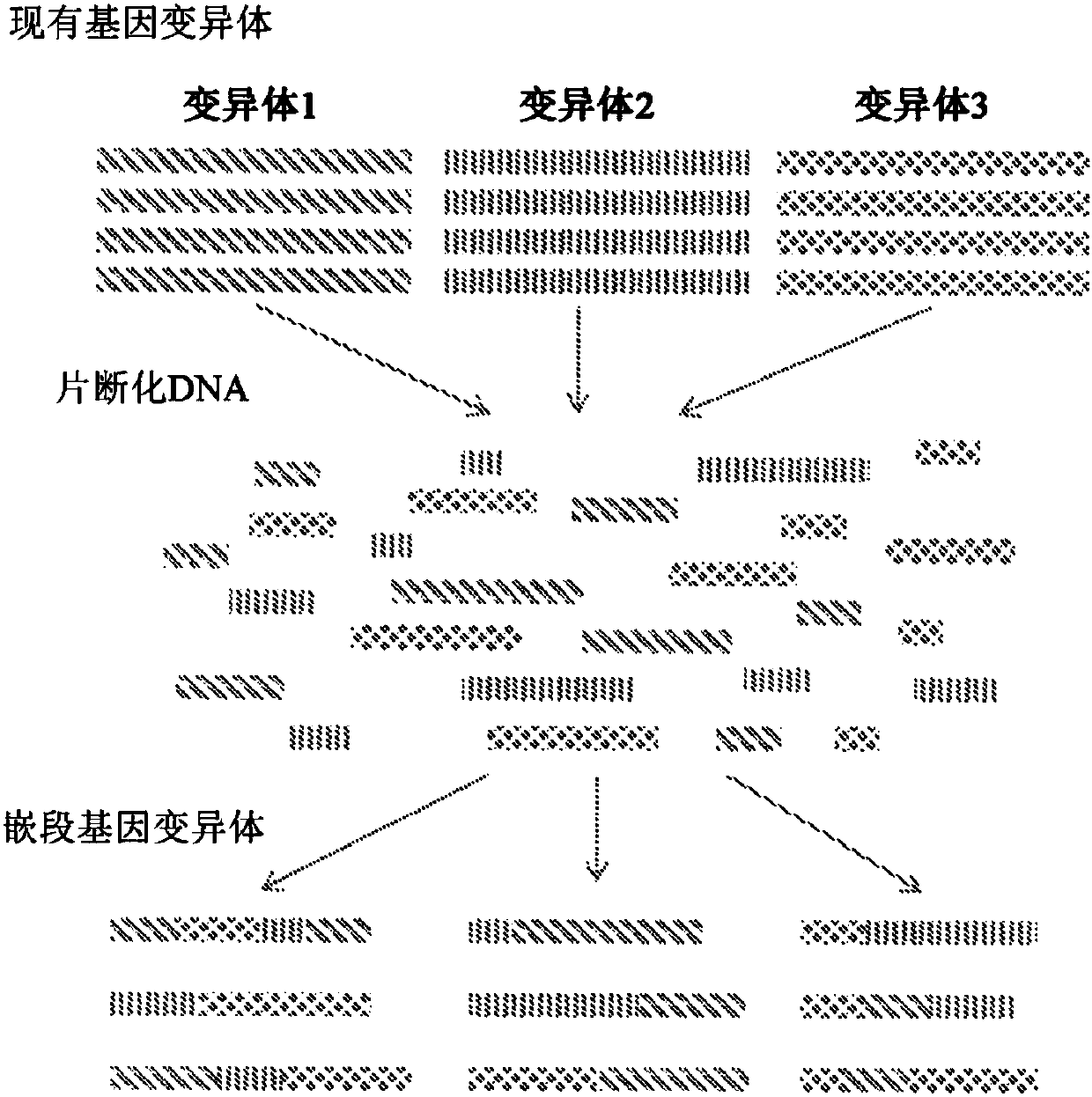 Microbial strain improvement by a htp genomic engineering platform