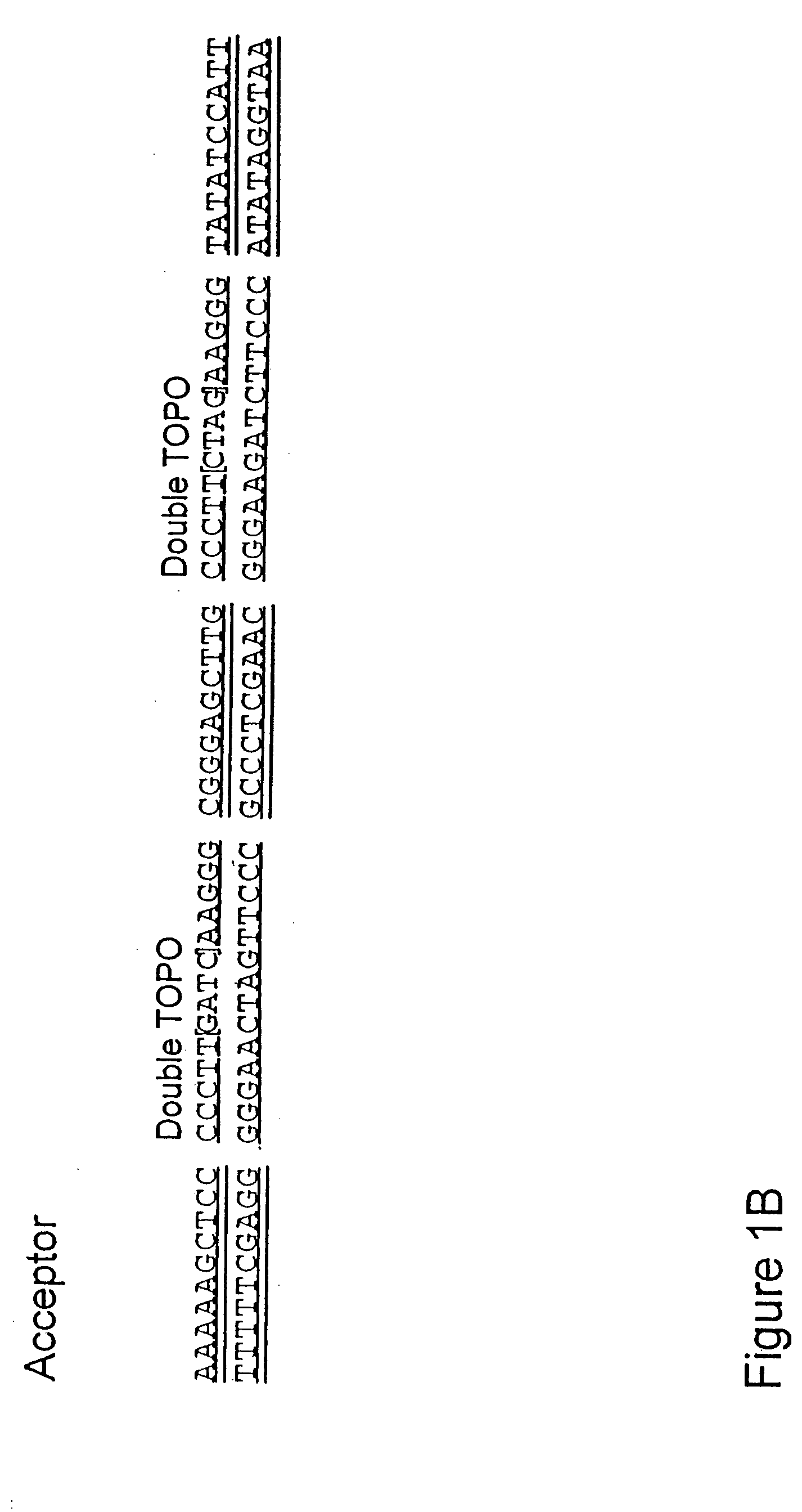 System for the rapid manipulation of nucleic acid sequenaces