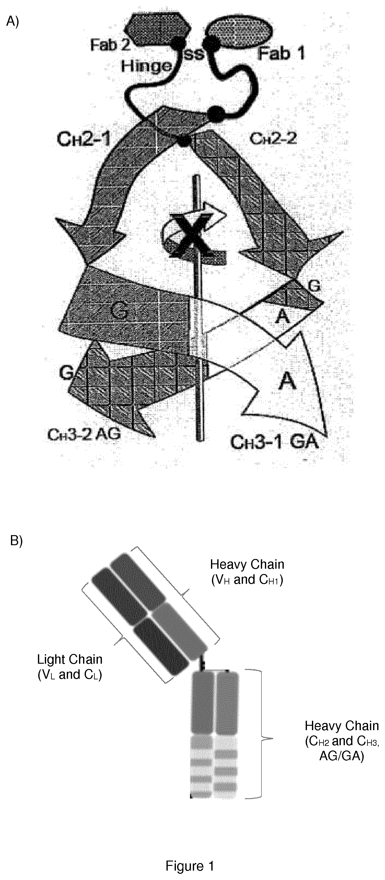 Monoclonal antibody directed to fgfr1