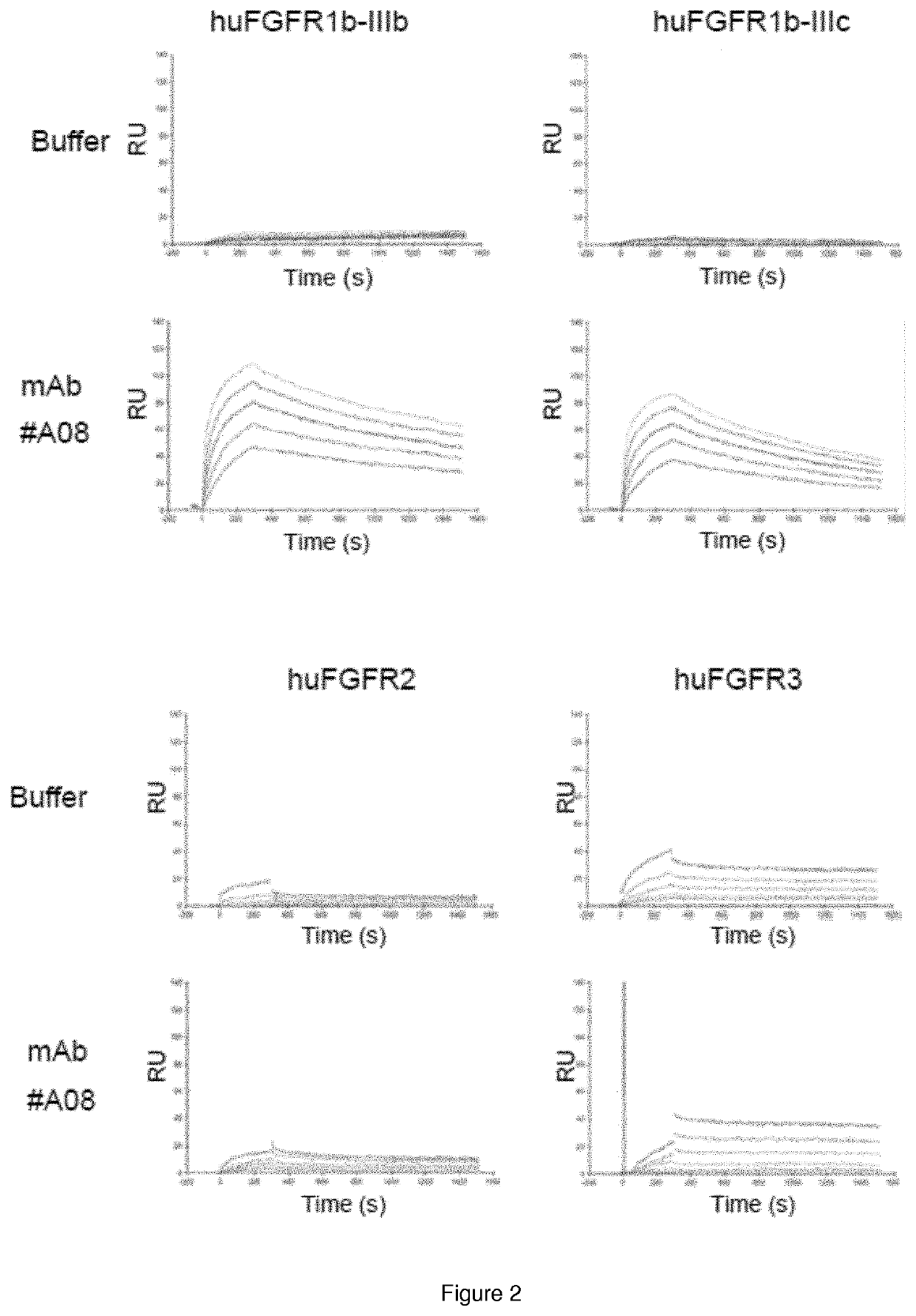 Monoclonal antibody directed to fgfr1