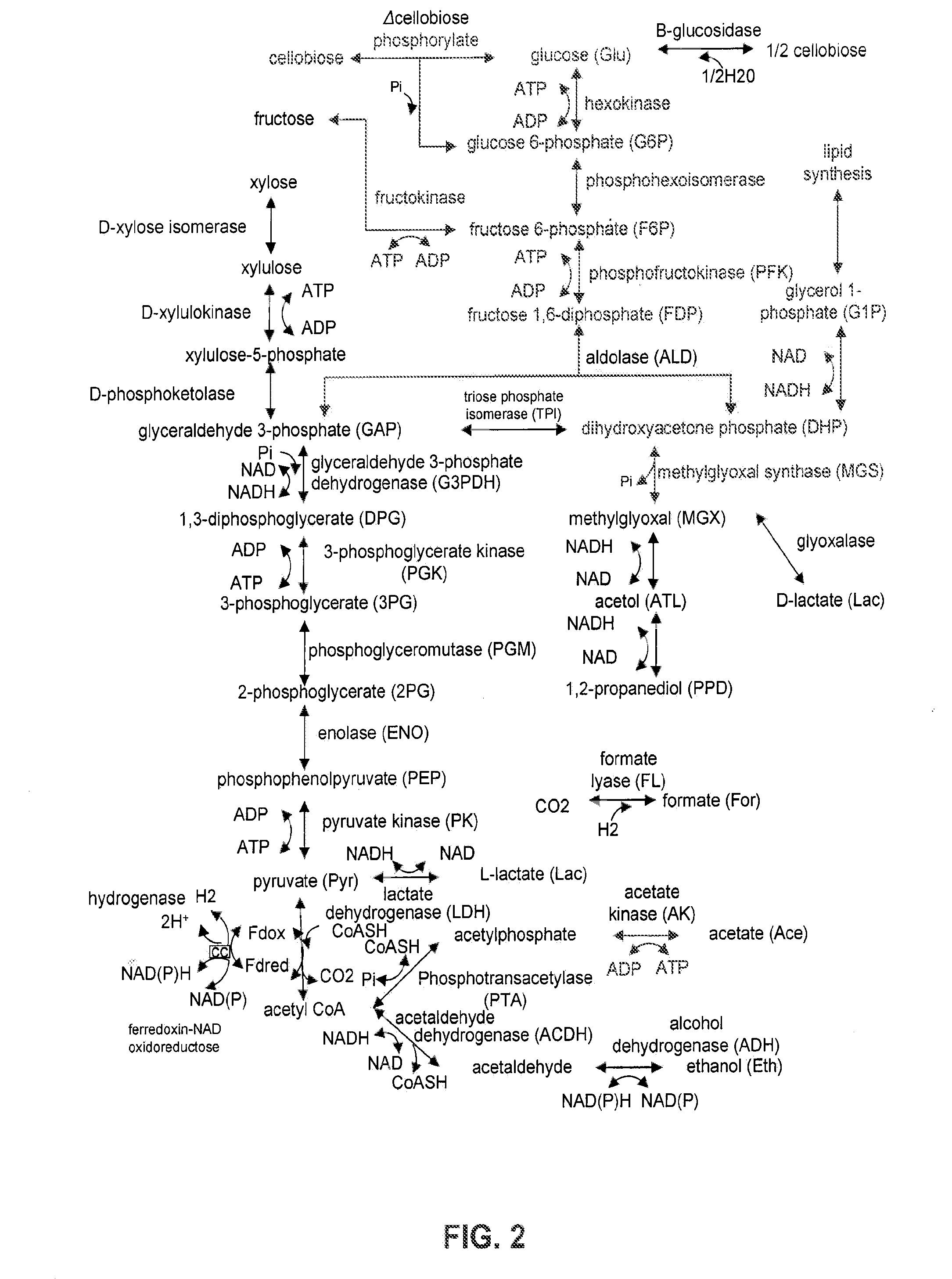 Detoxification of Biomass Derived Acetate Via Metabolic Conversion to Ethanol, Acetone, Isopropanol, or Ethyl Acetate