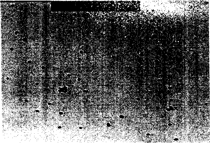 Foot-and-mouth disease virus detecting test paper tape and its preparation method and using method