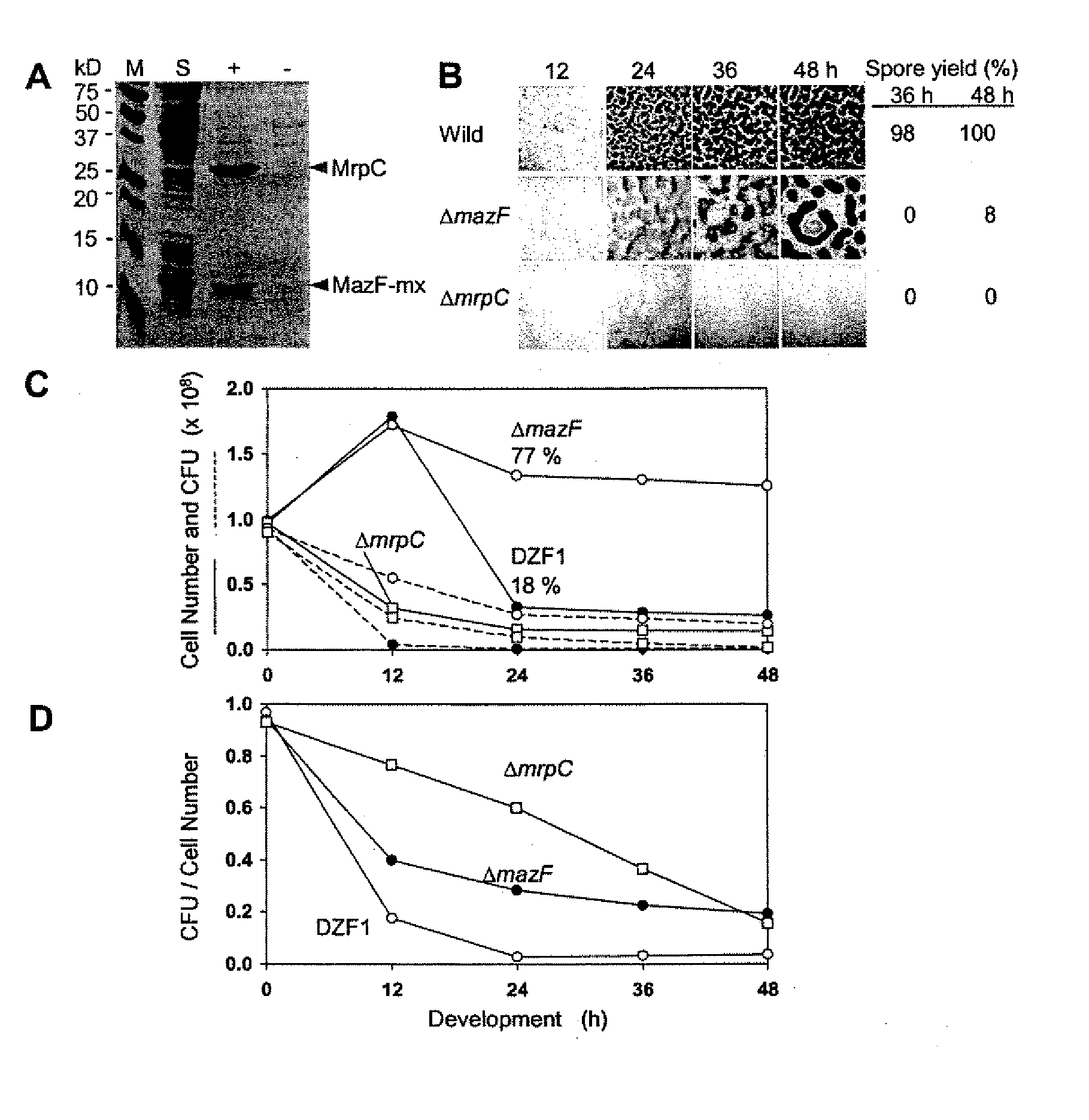 MRNA Interferase from Myxococcus Xanthus