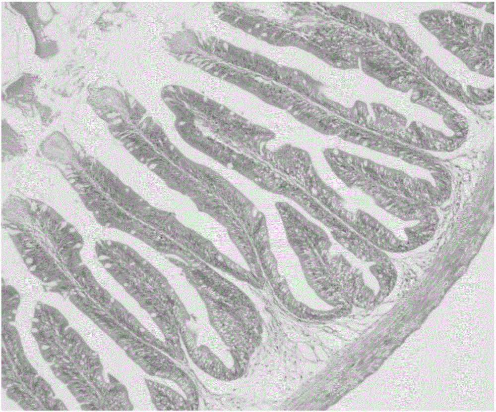 Compound feed for improving intestinal health of silurus meridionalis and preparation method thereof