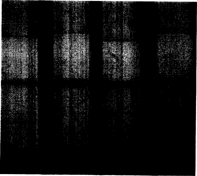 Immunity chromatography test paper for detecting ricin and preparation method thereof