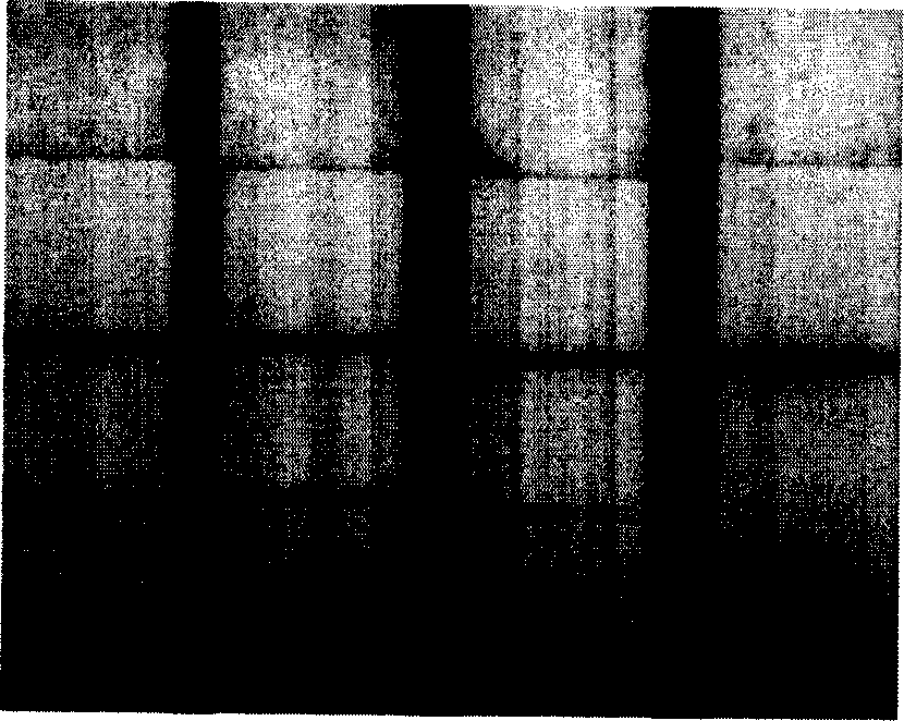 Immunity chromatography test paper for detecting ricin and preparation method thereof