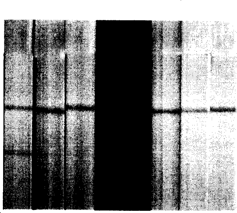 Immunity chromatography test paper for detecting ricin and preparation method thereof