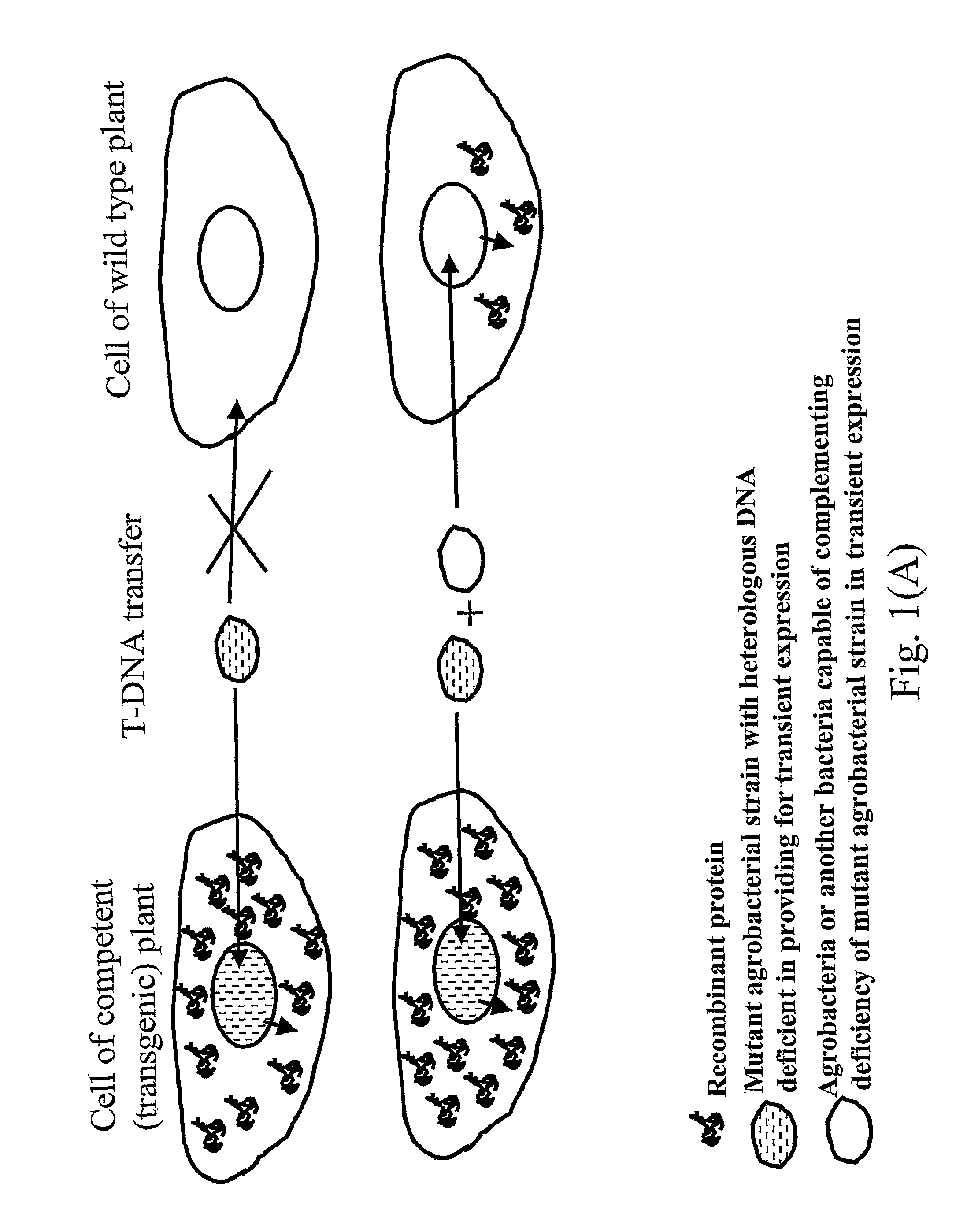 Biologically safe transient protein expression in plants