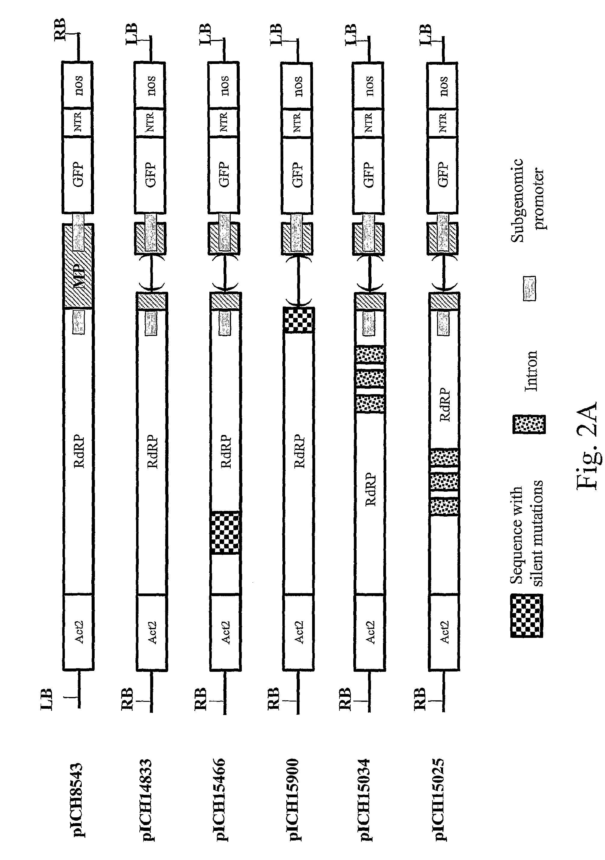 Biologically safe transient protein expression in plants