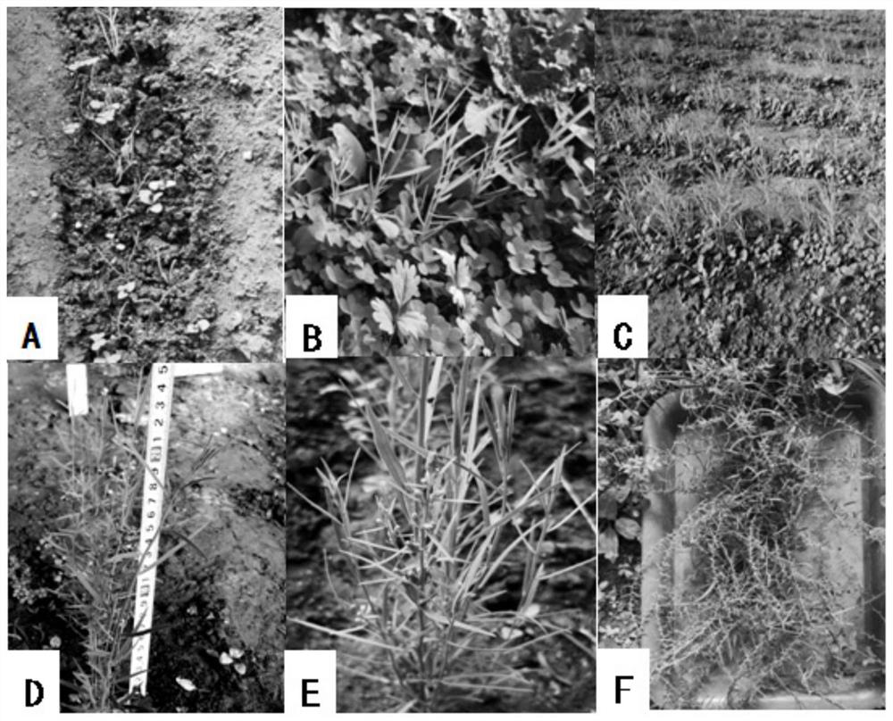 Propagation method of thesium chinense seeds