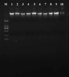 A closed-tube rapid visual detection kit for Salmonella and its detection method