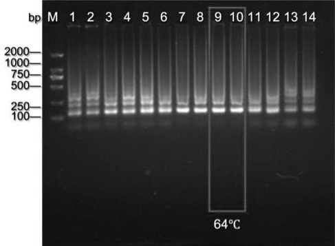 A closed-tube rapid visual detection kit for Salmonella and its detection method