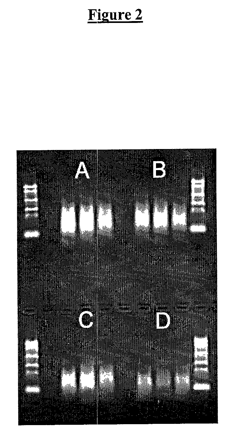 Method for generating amplified RNA