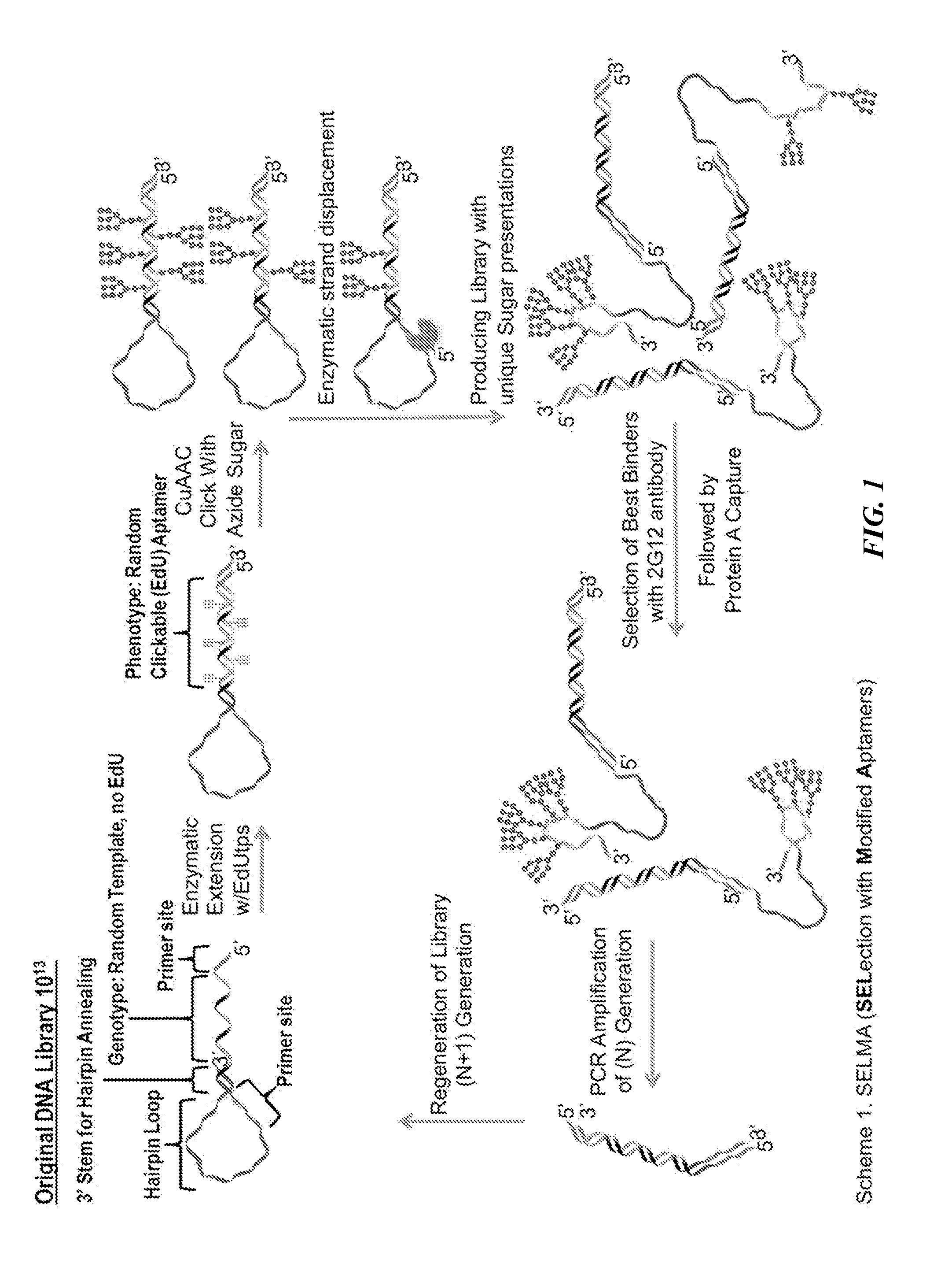 High temperature selection of nucleotide-supported carbohydrate vaccines and resulting glycosylated oligonucleotides