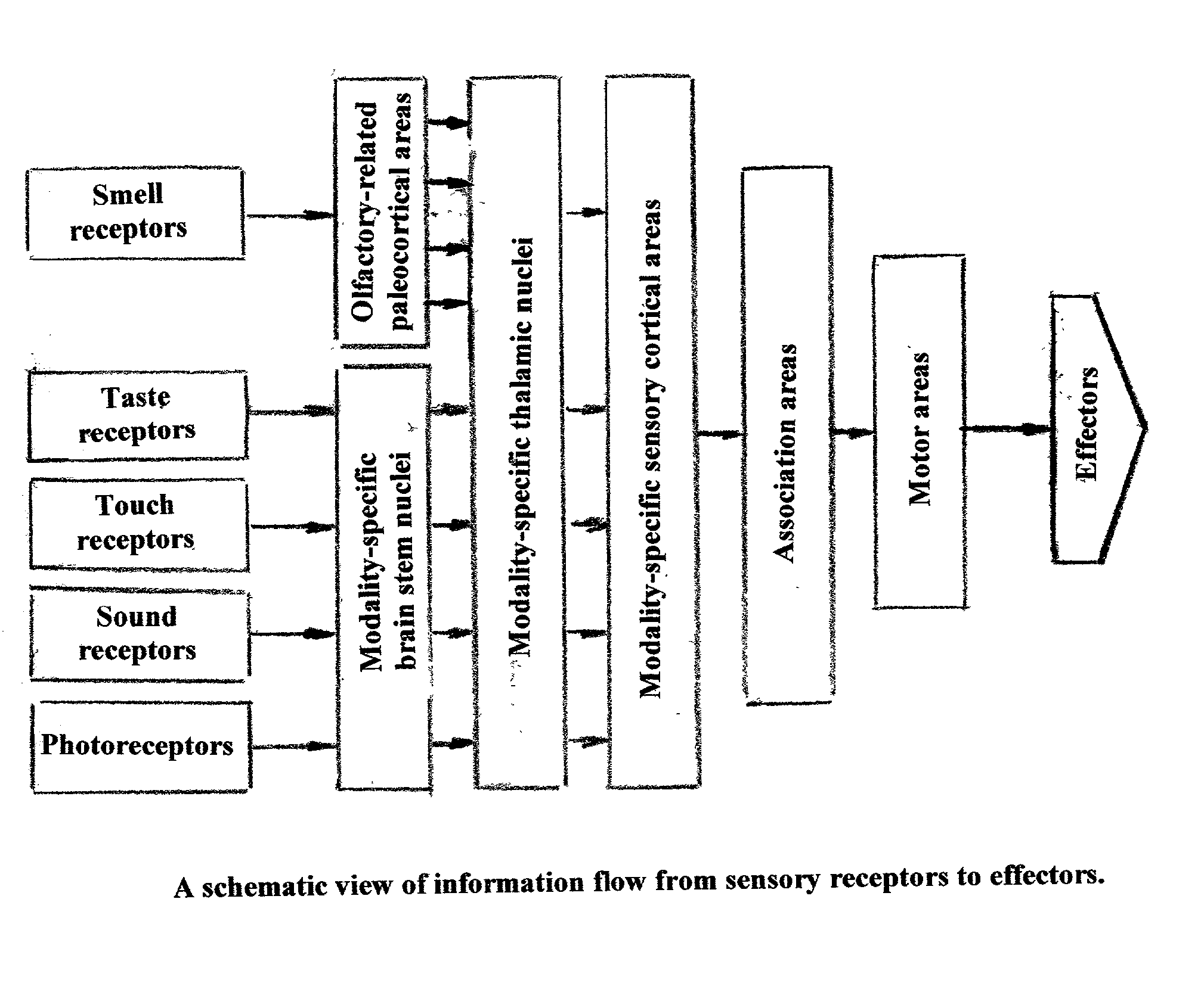 Concepts and methods for identifying brain correlates of elementary mental states