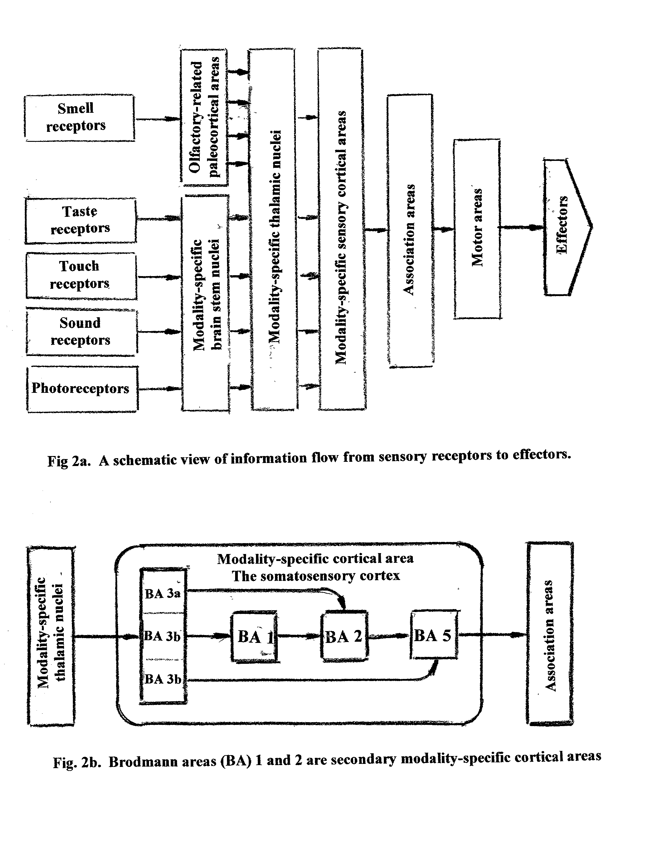 Concepts and methods for identifying brain correlates of elementary mental states