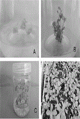 Method for obtaining regenerated plants of stevia rebaudiana Bertoni