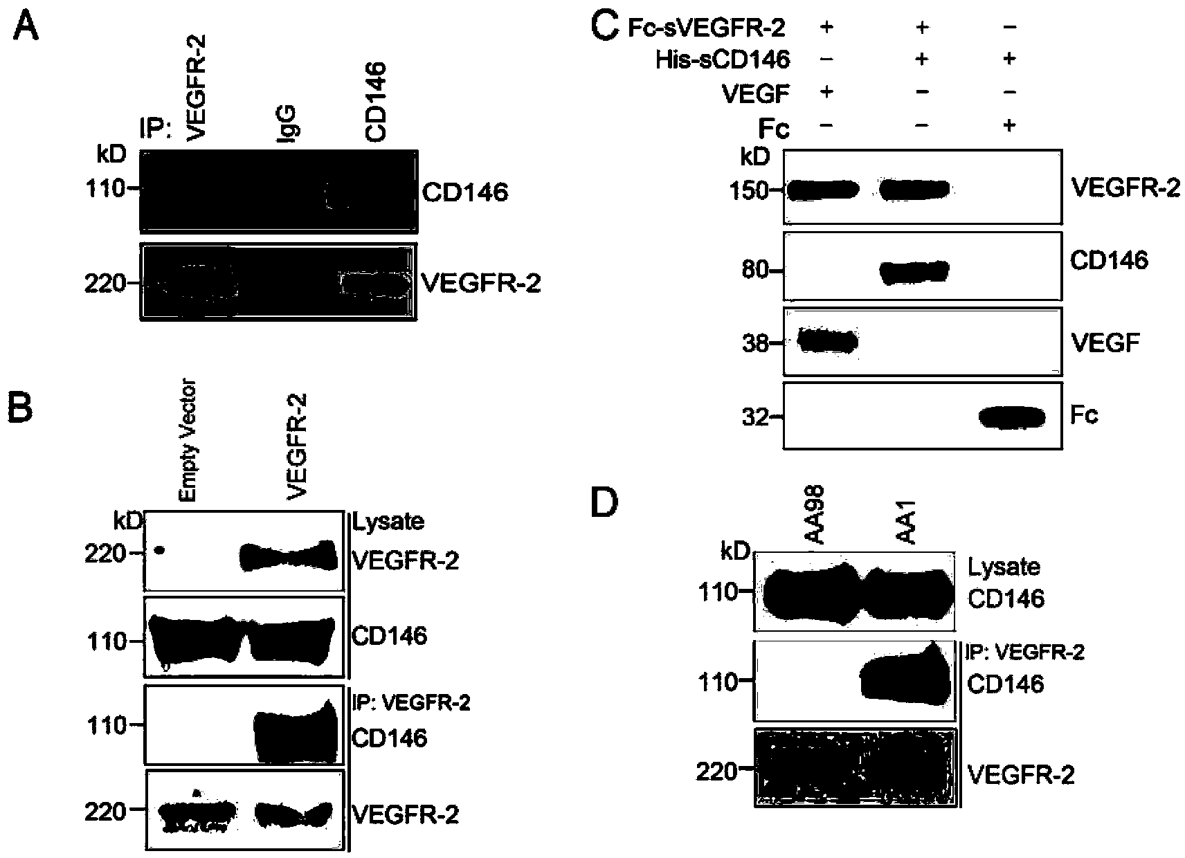 Application of novel function of CD146 targeted as co-receptor of vascular endothelial growth factor receptor-2 (VEGFR-2) in anti-tumor angiogenesis treatment