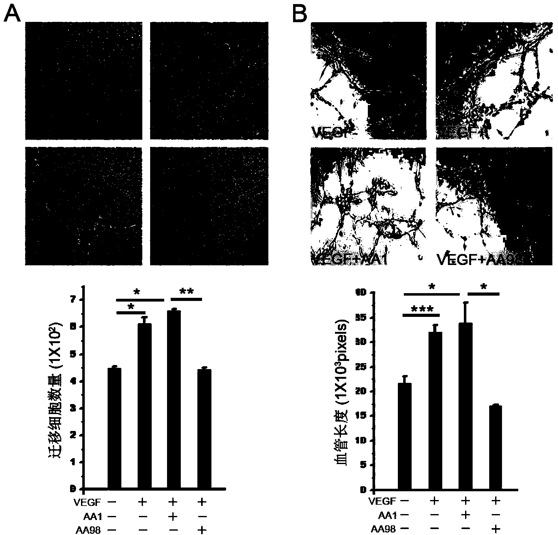 Application of novel function of CD146 targeted as co-receptor of vascular endothelial growth factor receptor-2 (VEGFR-2) in anti-tumor angiogenesis treatment