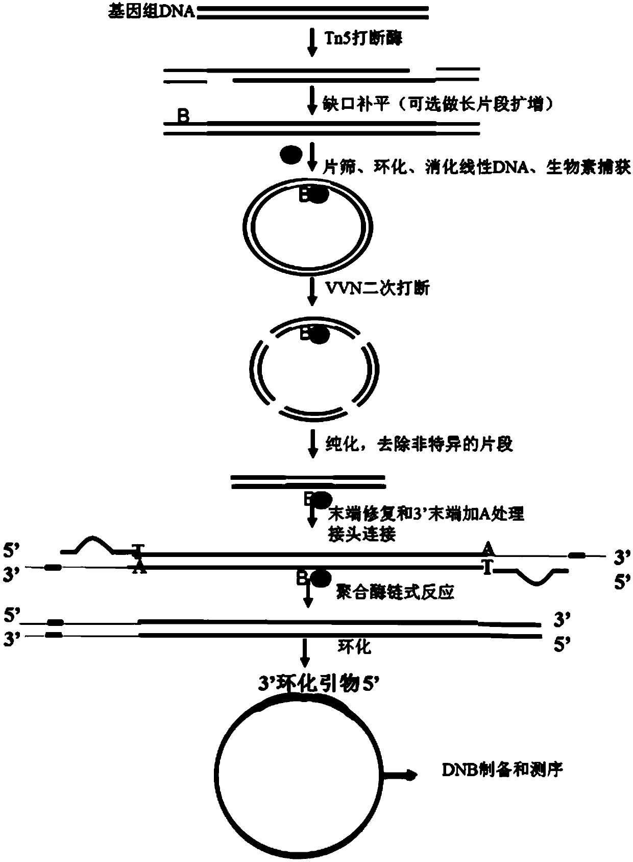 Nucleic acid library construction method, nucleic acid library obtained through the method, and application thereof