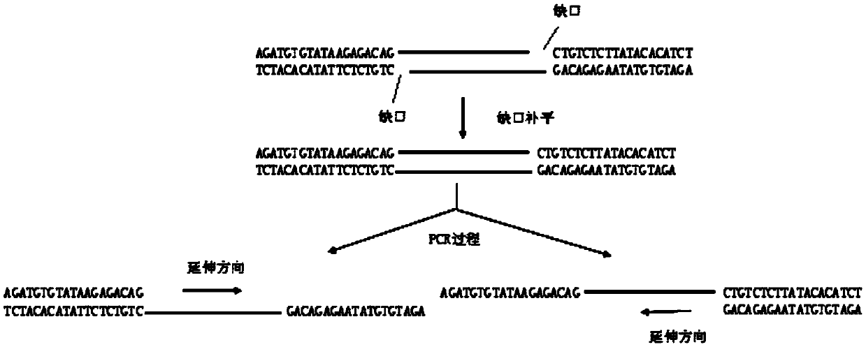 Nucleic acid library construction method, nucleic acid library obtained through the method, and application thereof