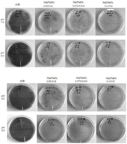 Method for improving screening efficiency of curdlan gum high-yielding strains