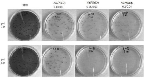 Method for improving screening efficiency of curdlan gum high-yielding strains