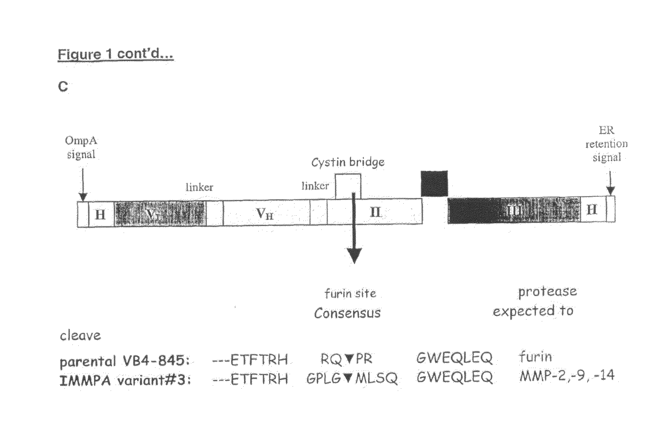 Methods for treating cancer using an immuno-toxin comprising an exotoxin a moiety having a furin cleavage site replaced with a cancer associated protease site cleaved by mmp-2 or mmp-9