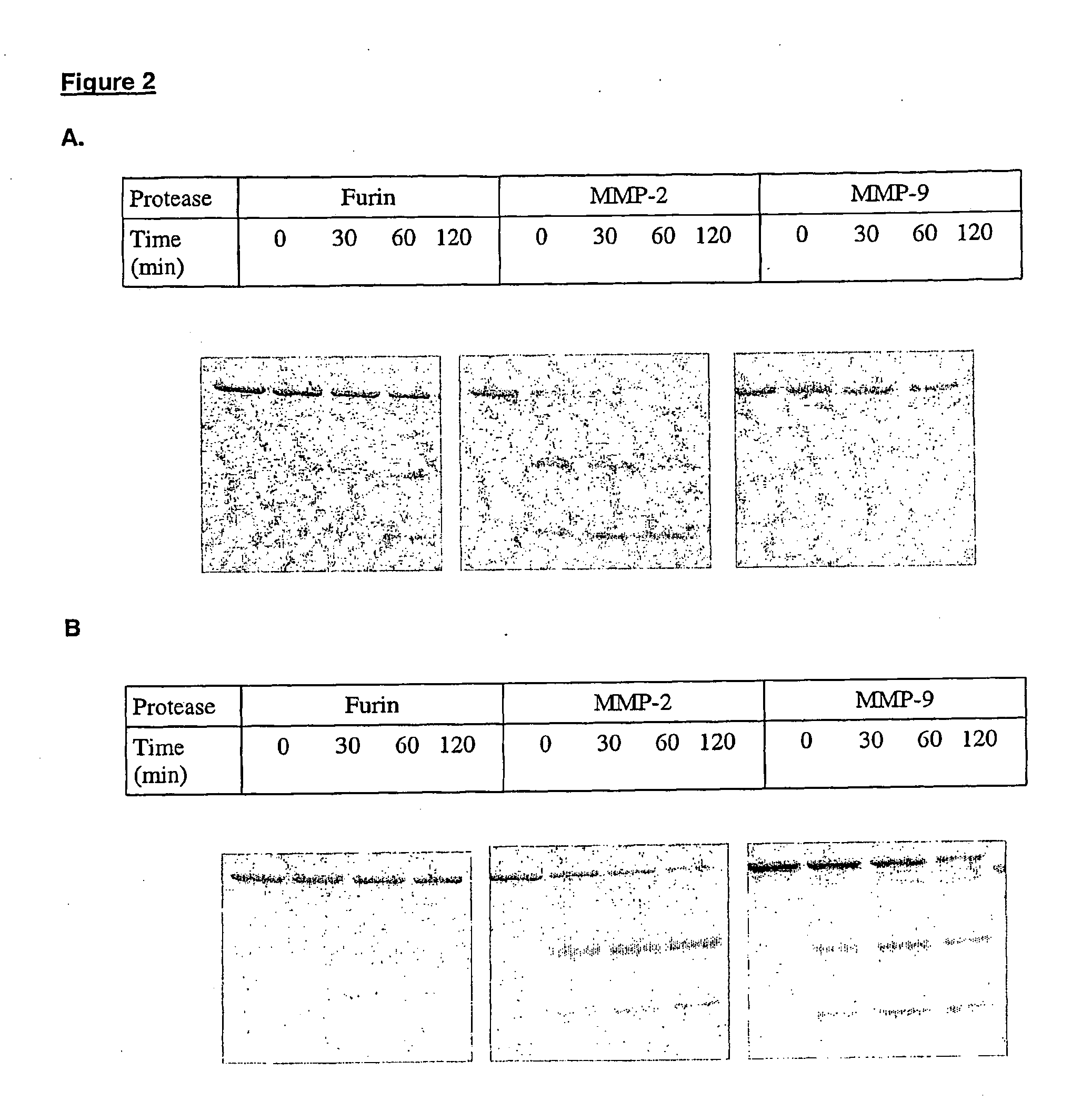 Methods for treating cancer using an immuno-toxin comprising an exotoxin a moiety having a furin cleavage site replaced with a cancer associated protease site cleaved by mmp-2 or mmp-9