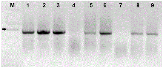 Cymbidium sinense 'labellum and petal sepalody' character-related functional molecular marker and identification method thereof