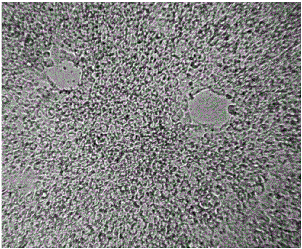 Freezing medium for induced pluripotent stem cells, application of freezing medium, and freezing method of induced pluripotent stem cells