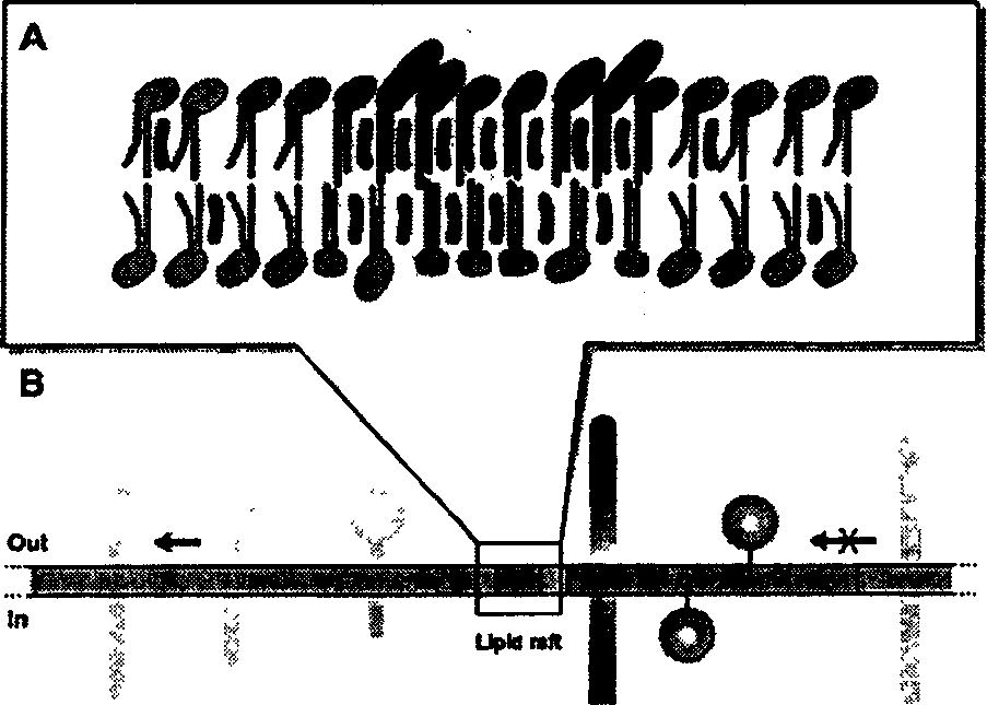 Method for measuring T-cell membrane fat micro domain STAT 5a and STAT 5b distribution and uses thereof