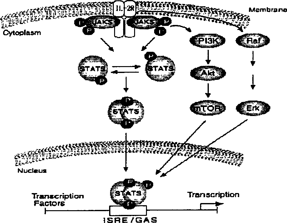 Method for measuring T-cell membrane fat micro domain STAT 5a and STAT 5b distribution and uses thereof