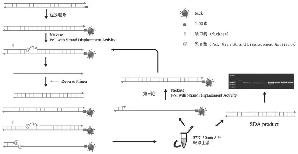 A method for constant temperature amplification of oligonucleotide library applied to DNA data storage