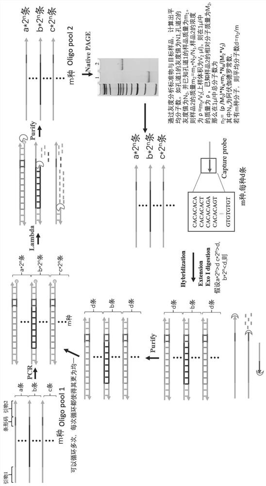 A method for constant temperature amplification of oligonucleotide library applied to DNA data storage