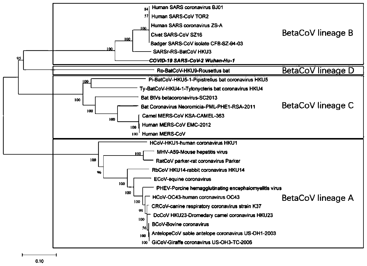 Integrated molecular diagnosis system and application thereof in tracing animal source of beta coronavirus