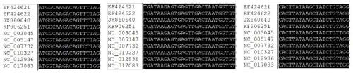 Integrated molecular diagnosis system and application thereof in tracing animal source of beta coronavirus