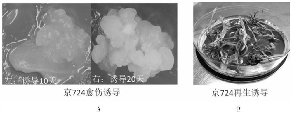 Genetic transformation method of maize backbone inbred line mediated by a gene gun