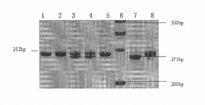 Gallinaceous visfatin gene 9bp indel polymorphism detection method and application thereof