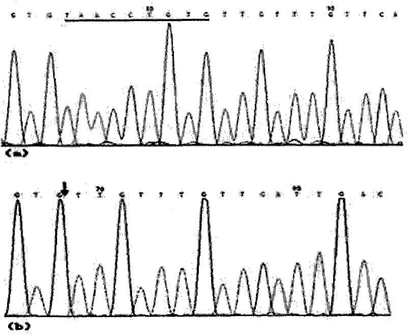 Gallinaceous visfatin gene 9bp indel polymorphism detection method and application thereof