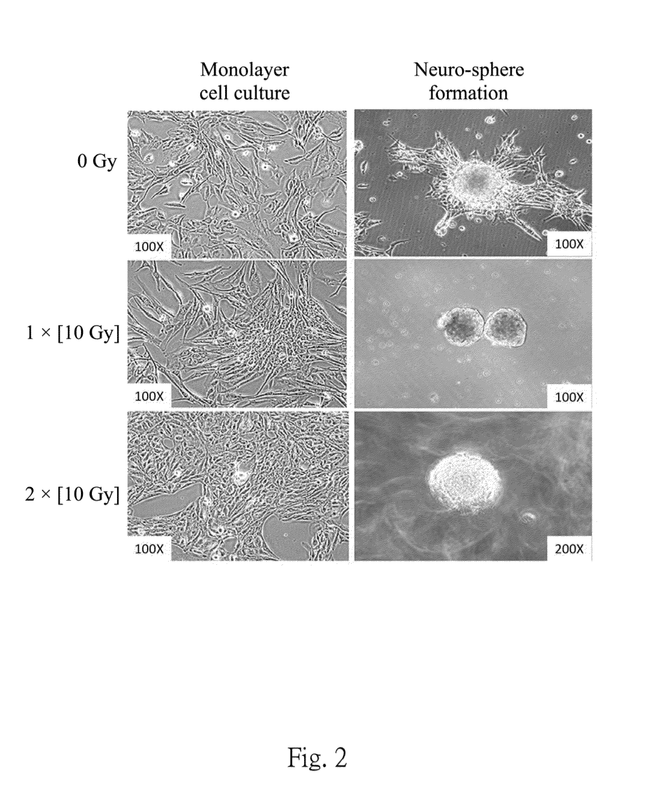 Dendritic cell tumor vaccine and method for preparing the same