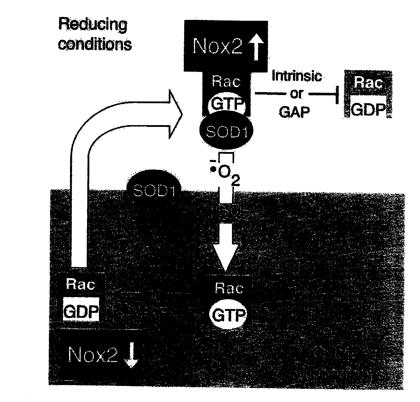 Method of identifying compounds useful to treat neuronal degenerative diseases