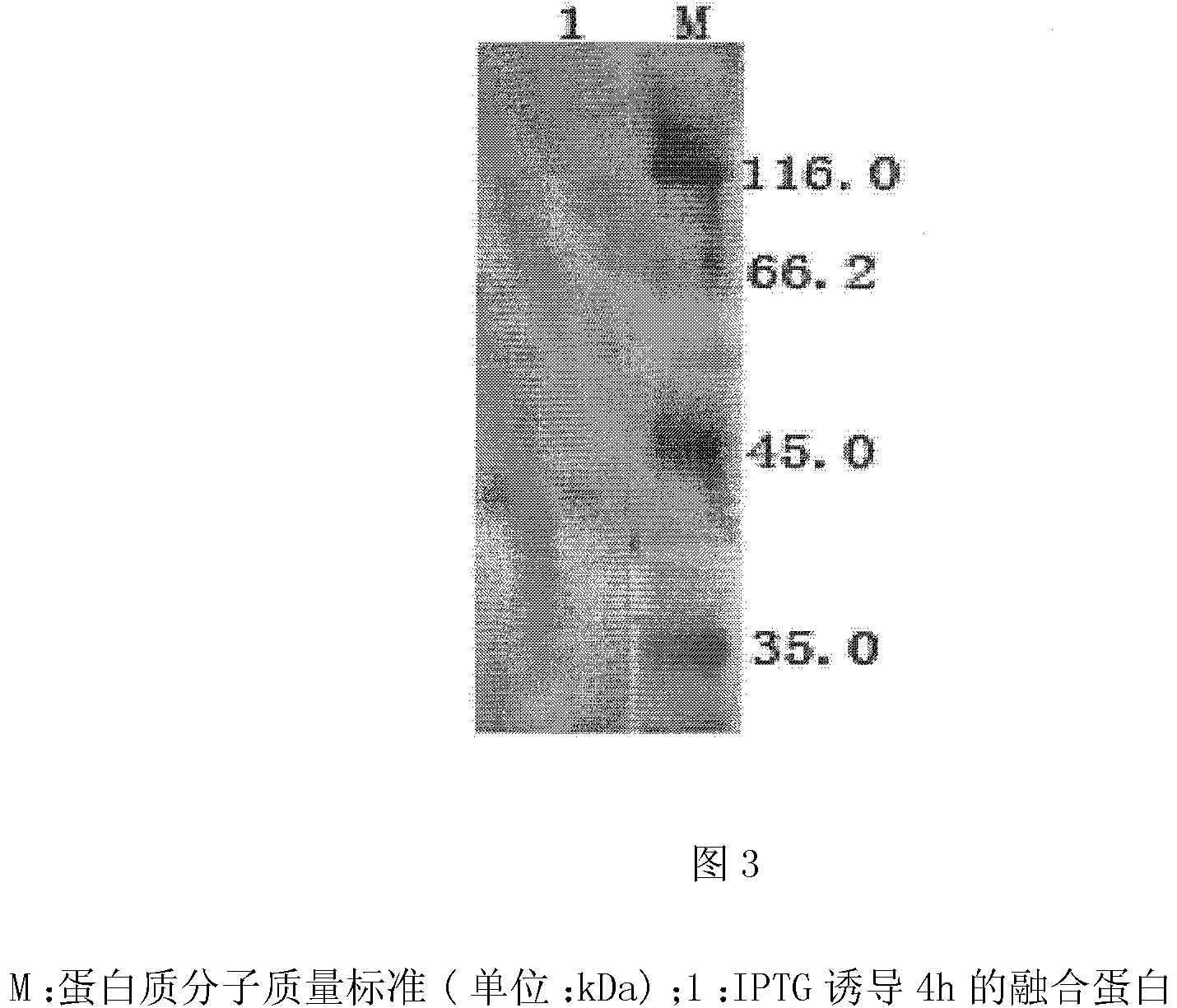 Recombined subunit vaccine of haemaphysalis concinna and preparation method thereof