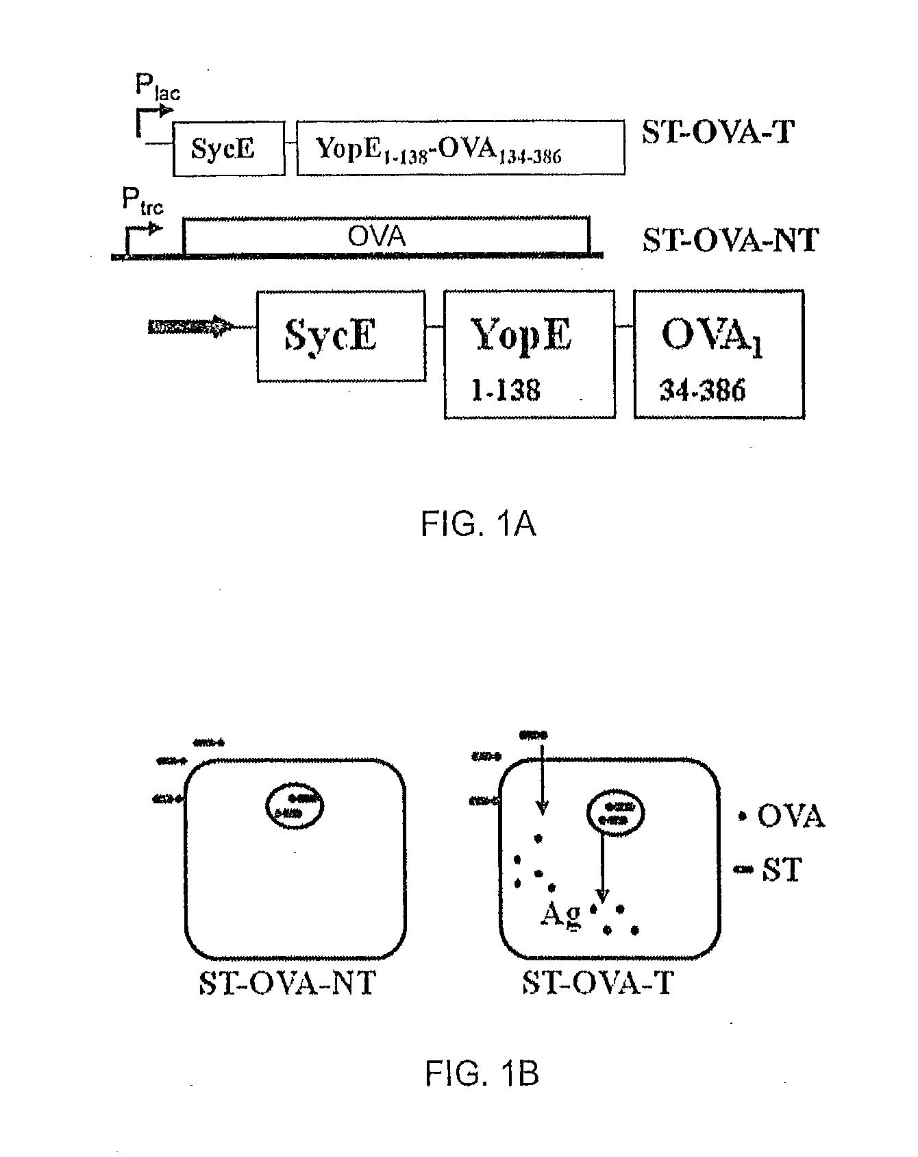 Recombinant Bacterium and Uses Thereof