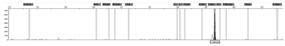 Primer group and kit for simultaneously detecting multiple pathogenic fungi