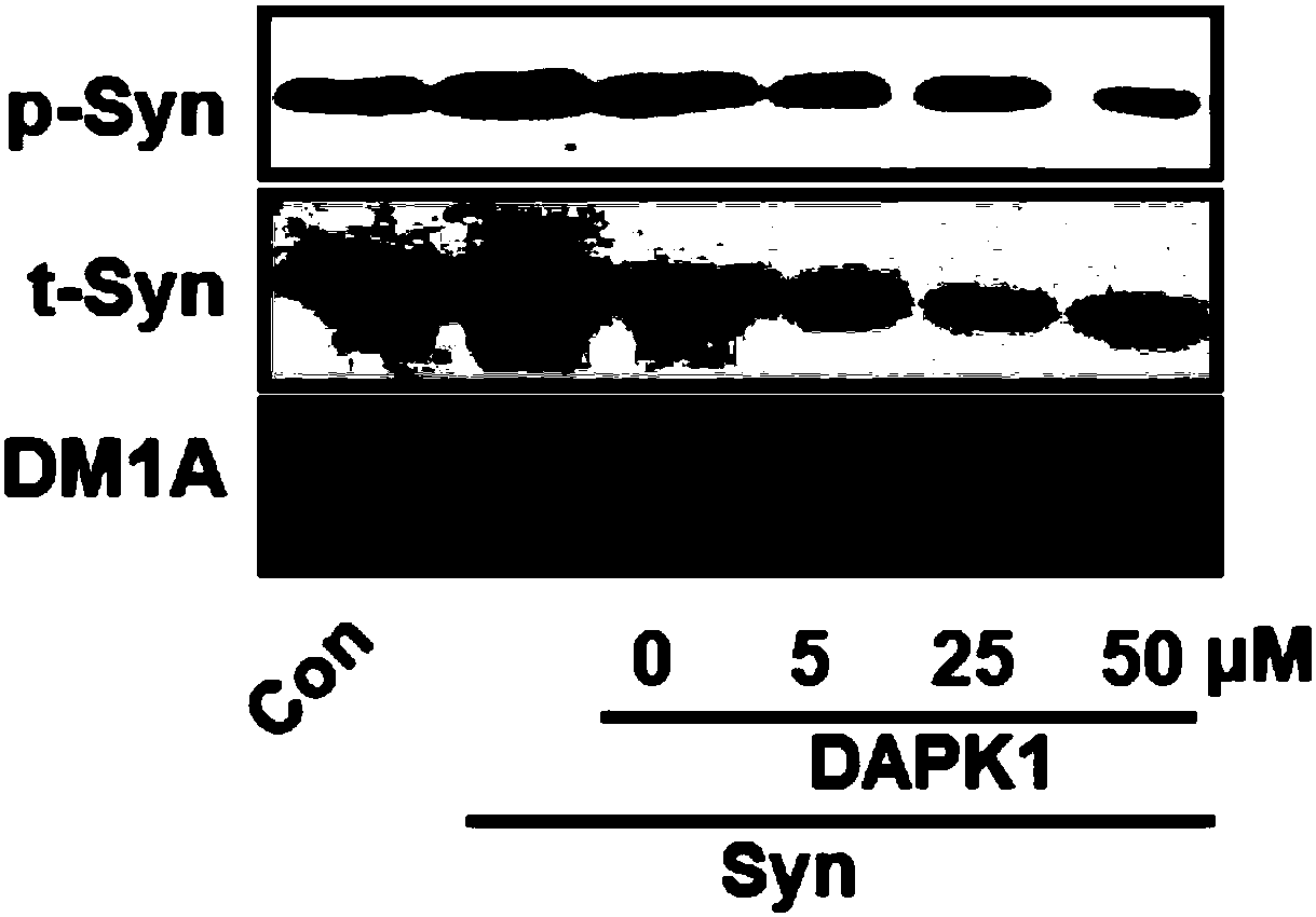 Micromolecule polypeptide and application thereof to preparation of medicines for preventing and treating Parkinson's disease