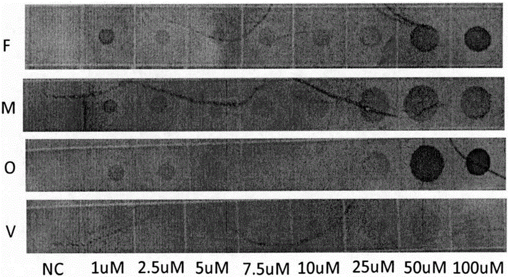 Probes, kits and methods for typing and detecting four types of human malaria parasites