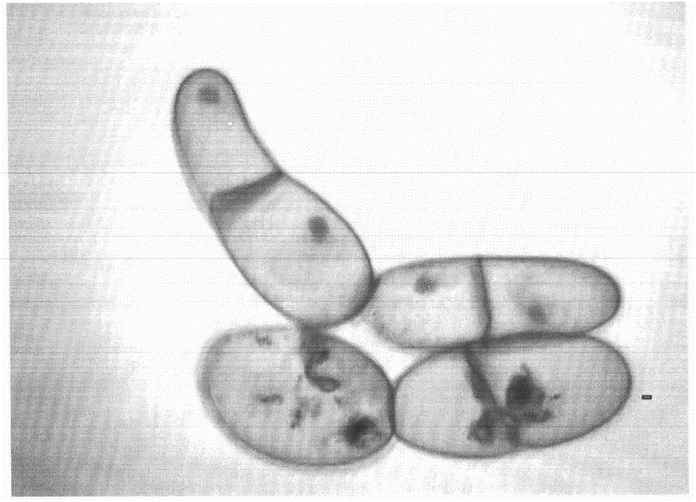 Simple cryopreservation method of plant BY-2 cell